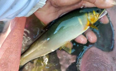 酒匂川アユ釣り解禁情報2026 【神奈川】　魚影濃くアクセスも良好な人…