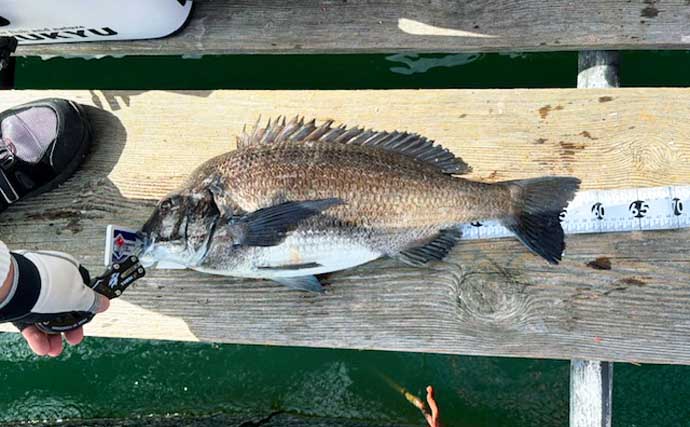 イカダでのフカセ釣りで58.5cm超大型クロダイが登場！【沼津】自己記録を更新