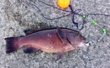 青物フィーバーの「岸和田一文字」で落とし込み釣り【大阪】午後の上り潮で…
