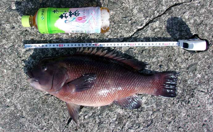 青物フィーバーの「岸和田一文字」で落とし込み釣り【大阪】午後の上り潮で44cmカンダイ浮上！