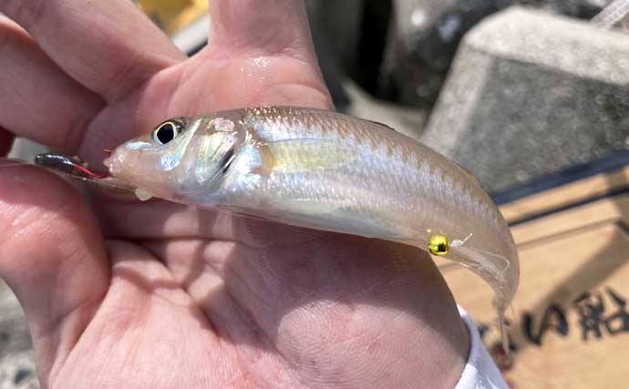 【初夏のシロギス接岸事情】本番はいつ？　水温・潮・群れの動きから釣れ始めを読む