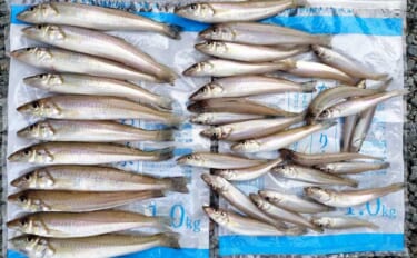 初夏の投げ釣り釣果レポート：砂浜を積極的に移動して19.5cm頭にキス…