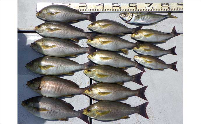 金洲五目釣りでメダイにウメイロにヒメダイ【船釣最新情報12選・愛知／静岡】