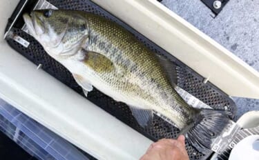 高山ダムで40〜50cmのブラックバスが続々ヒット！【京都】貯水率60…