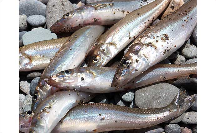 伊豆半島ちょい投げ釣果レポート：誘いハマって1時間でシロギス8尾【仁科大浜海岸】