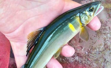 魚野川アユ釣り解禁情報2026【新潟県】闘争本能＆遡上性質が強い七色湖…