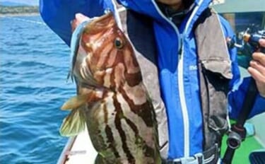 相模湾「LTヒラメ釣り」でレアな高級魚『ホウキハタ』が浮上【まごうの丸…