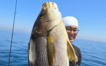 SLJ（スーパーライトジギング）で50cm級特大イサキが登場！【沖釣り…
