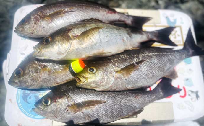 大分県鶴見の沖磯で良型イサキが連発！　40cm後半のクロ（グレ）も登場