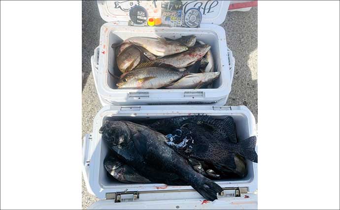 大分県鶴見の沖磯で良型イサキが連発！　40cm後半のクロ（グレ）も登場