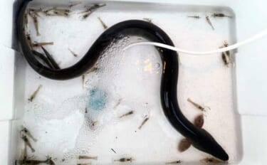 ウナギ釣り釣果レポート：河川の橋ゲタ周りを狙って本命3匹キャッチ成功【…
