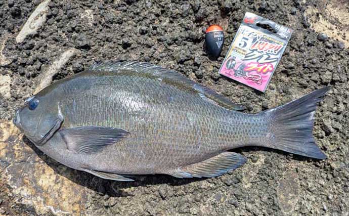 三浦半島フカセ釣り釣果レポート：諸磯で35cm級メジナ連打に成功！【神奈川】
