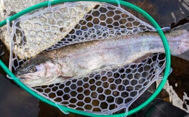早川での渓流エサ釣りで53cmニジマスを手中！【神奈川】ブドウ虫エサに…