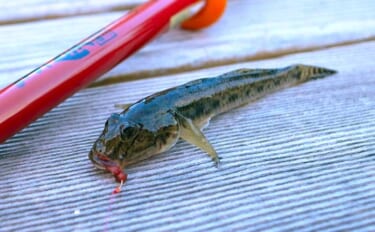 都心でハゼ釣りシーズンが開幕！【佃堀】6cm前後のデキハゼ中心に32尾…