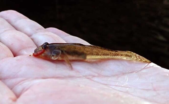 東京スカイツリー周辺でハゼ釣り堪能【北十間川】6cm級デキハゼがポツポツ顔見せ