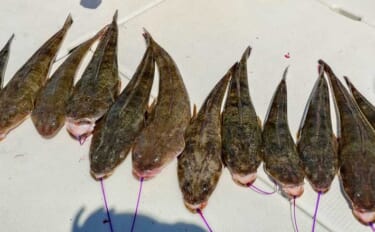船マゴチ釣りで60cm筆頭に本命乱舞！エサよりルアーに好反応【第八新西…