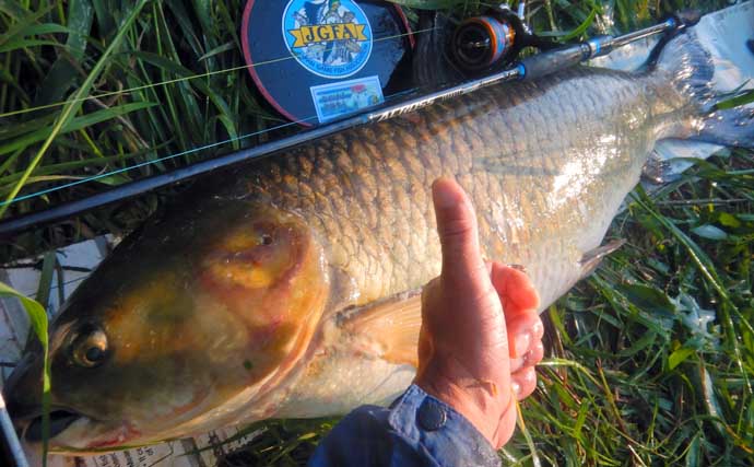 荒川で22kg超ソウギョをキャッチ　釣り開始15分で本命ヒットの出来過ぎ釣行