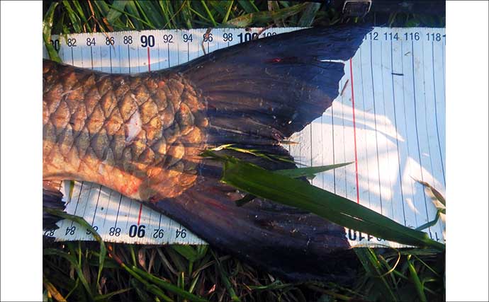 荒川で22kg超ソウギョをキャッチ　釣り開始15分で本命ヒットの出来過ぎ釣行