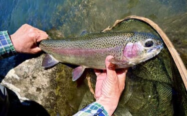 箱根早川は渓流釣り初心者のステップアップに最適　50cm級トラウトとの…
