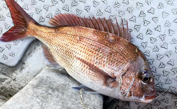 初夏の新潟・上越沖コマセ釣りで本命の真鯛数釣りを達成！【子丸】