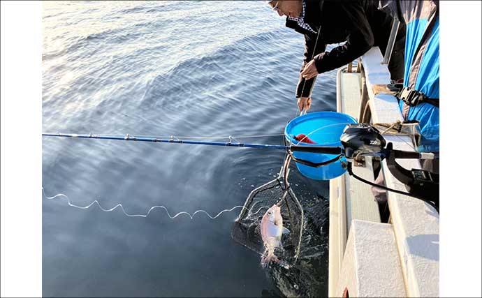 初夏の新潟・上越沖コマセ釣りで本命の真鯛数釣りを達成！【子丸】
