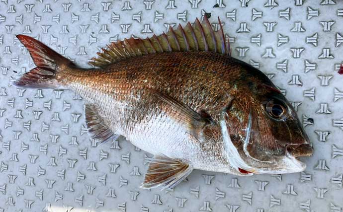 初夏の新潟・上越沖コマセ釣りで本命の真鯛数釣りを達成！【子丸】