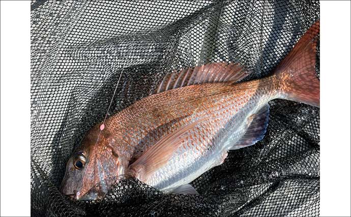 初夏の新潟・上越沖コマセ釣りで本命の真鯛数釣りを達成！【子丸】
