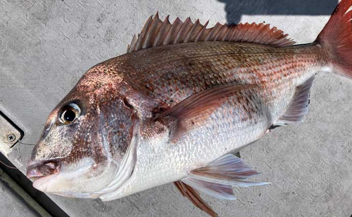 初夏の新潟・上越沖コマセ釣りで本命の真鯛数釣りを達成！【子丸】