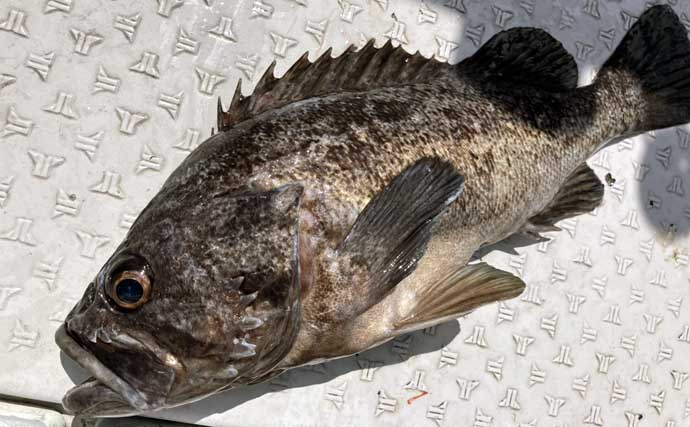 初夏の新潟・上越沖コマセ釣りで本命の真鯛数釣りを達成！【子丸】
