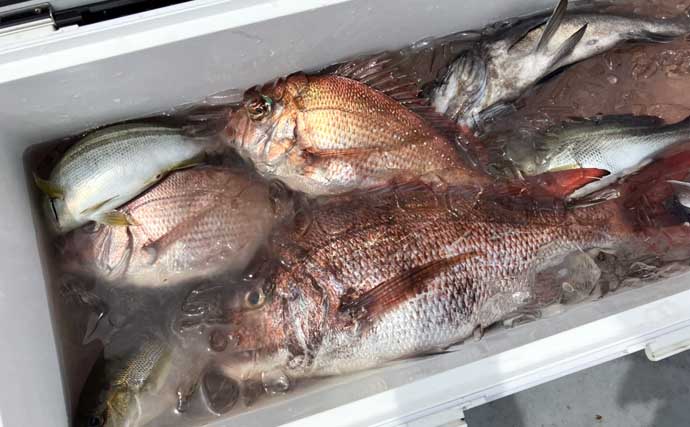 初夏の新潟・上越沖コマセ釣りで本命の真鯛数釣りを達成！【子丸】
