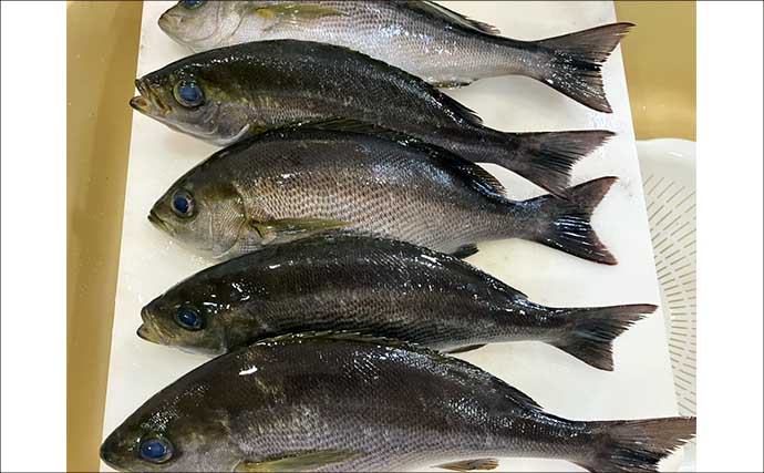 初夏の新潟・上越沖コマセ釣りで本命の真鯛数釣りを達成！【子丸】