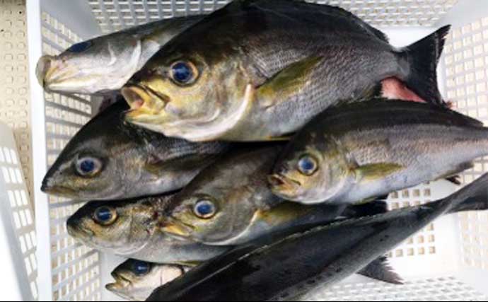 初夏の新潟・上越沖コマセ釣りで本命の真鯛数釣りを達成！【子丸】
