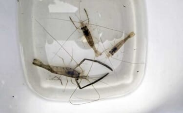 旧江戸川テナガエビ釣りで本命3尾と対面【千葉】障害物周りで拾い釣り