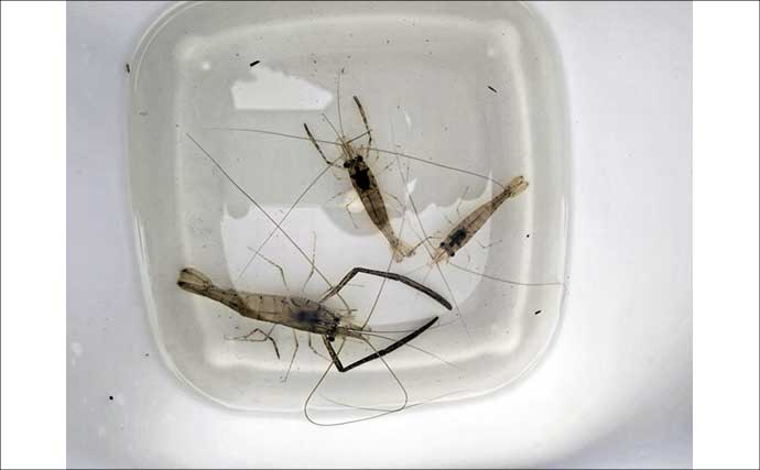旧江戸川テナガエビ釣りで本命3尾と対面【千葉】障害物周りで拾い釣り