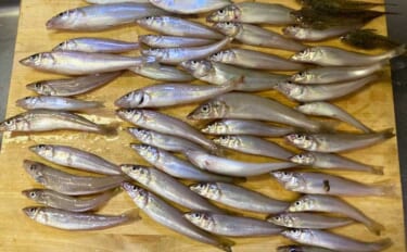 キス投げ釣りの代表的なエサの付け方「ちょん掛け」を理解しよう　丁寧な作…