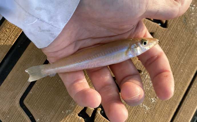 キス投げ釣りの代表的なエサの付け方「ちょん掛け」を理解しよう　丁寧な作業が釣果に直結！