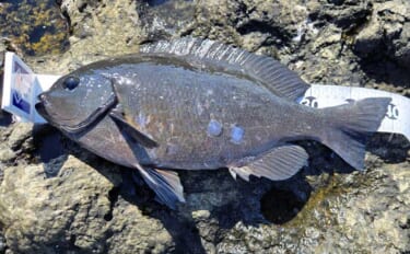 梅雨前の石廊崎名礁「沖の丸島」でフカセ釣り　40cm級メジナに良型イサ…
