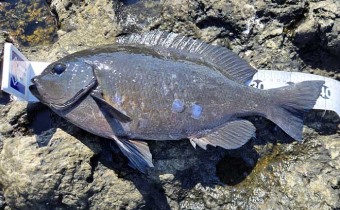 梅雨前の石廊崎名礁「沖の丸島」でフカセ釣り　40cm級メジナに良型イサキ18匹と好釣果