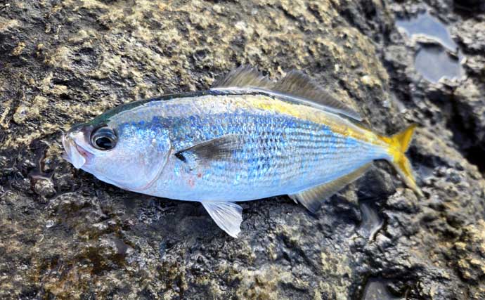 梅雨前の石廊崎名礁「沖の丸島」でフカセ釣り　40cm級メジナに良型イサキ18匹と好釣果