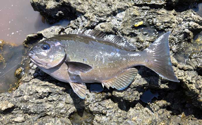 梅雨前の石廊崎名礁「沖の丸島」でフカセ釣り　40cm級メジナに良型イサキ18匹と好釣果