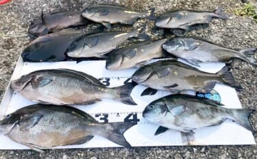 「良型尾長グレを釣ろう！」梅雨グレフカセ釣り入門解説【やり取り・タック…