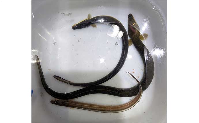宮川でのブッコミ釣りでウナギにアナゴがヒット【三重】カメジャコに好反応