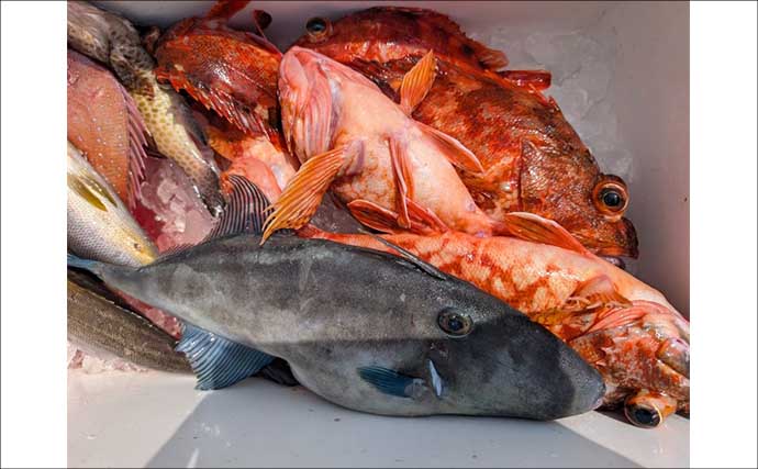 20kgオーバーの「イシナギ」堂々浮上！【船釣り釣果速報5選・三重】