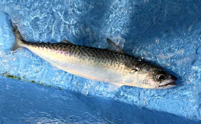 夜イカ釣りで釣ったイカを泳がせて74cmマダイをキャッチ！【福井】