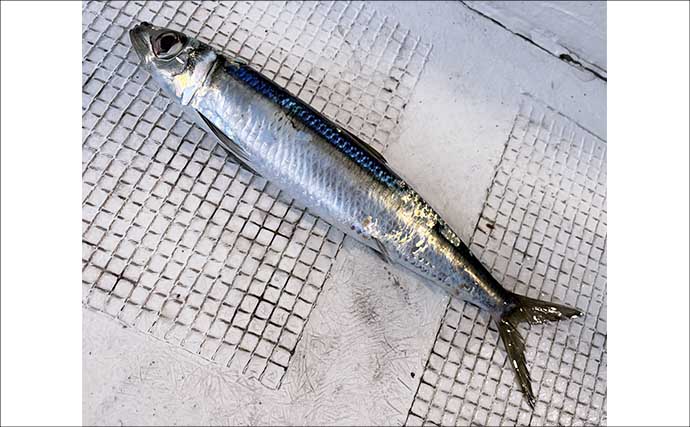 夜イカ釣りで釣ったイカを泳がせて74cmマダイをキャッチ！【福井】