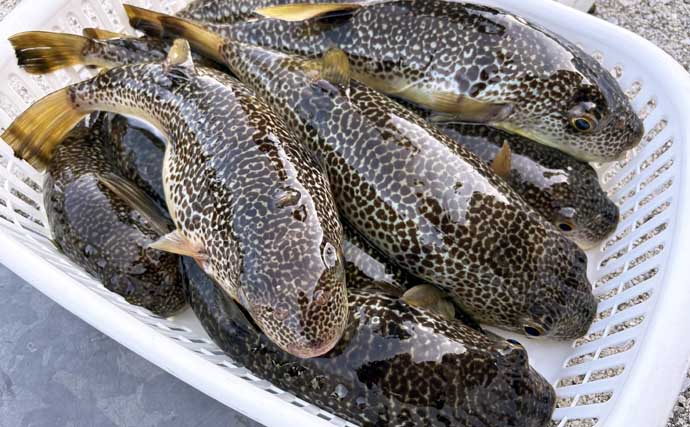 東京湾の「湾フグ釣り」でショウサイフグを好捕【新明丸】速潮で難易度アップ