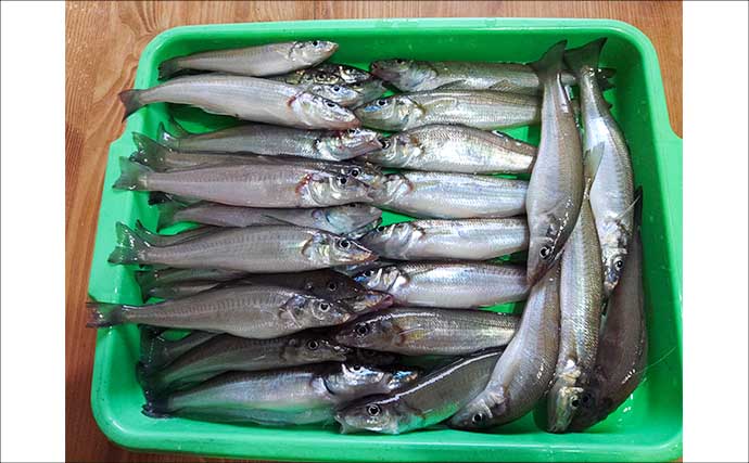 東京湾の船シロギス釣りで20cm超え極太サイズが続々【進丸】大型狙いのチャンス！