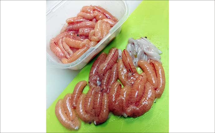 東京湾の船シロギス釣りで20cm超え極太サイズが続々【進丸】大型狙いのチャンス！