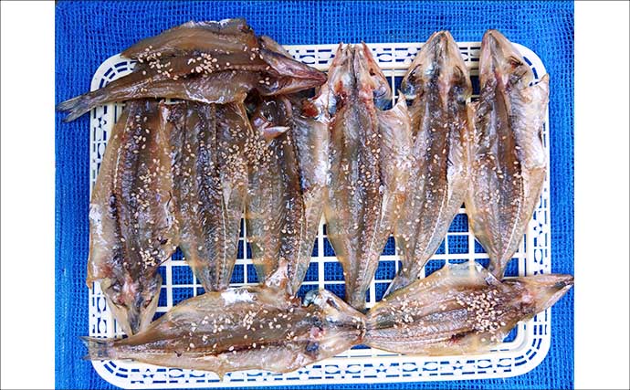 東京湾の船シロギス釣りで20cm超え極太サイズが続々【進丸】大型狙いのチャンス！