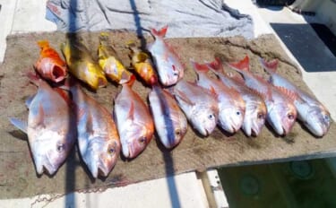 「イカ流し釣り」で本命マダイが好反応！2桁釣果達成【船釣り最新情報6選…